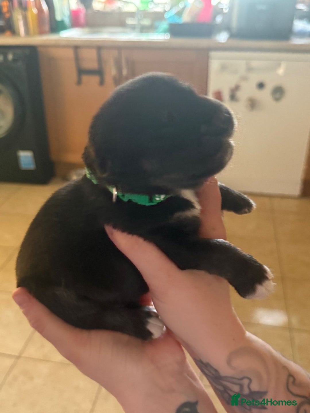 Mixed Breed dogs for sale: Huskador - Image 19