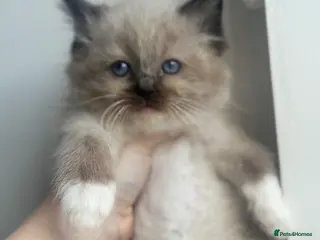 Ragdoll cats Ragdoll kittens - Advert 17