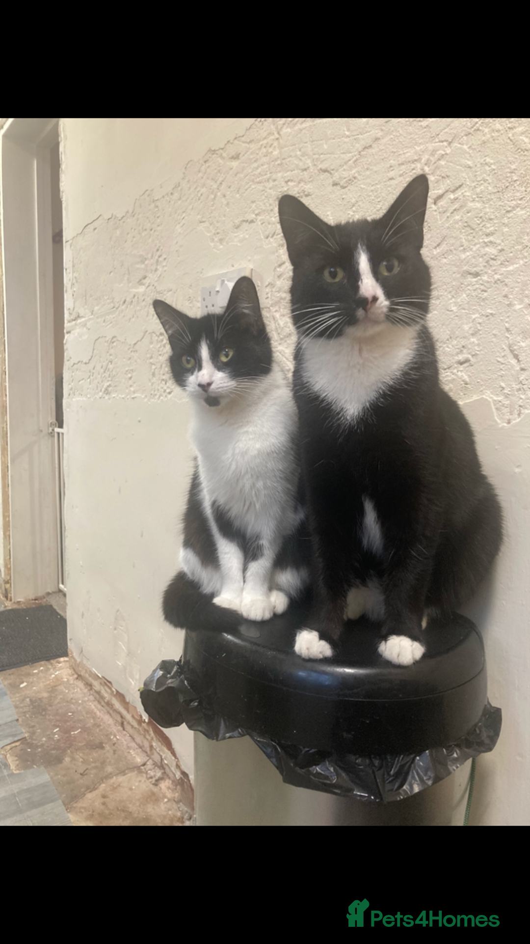 British Shorthair cats for sale: Male and female 2 year old adult cats - Image 1