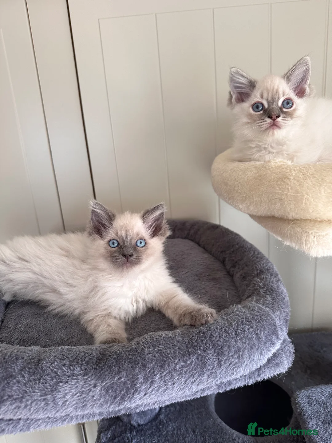 Ragdoll cats for sale: Last 3 Boys and Mom stunning pure Ragdoll - Advert 2