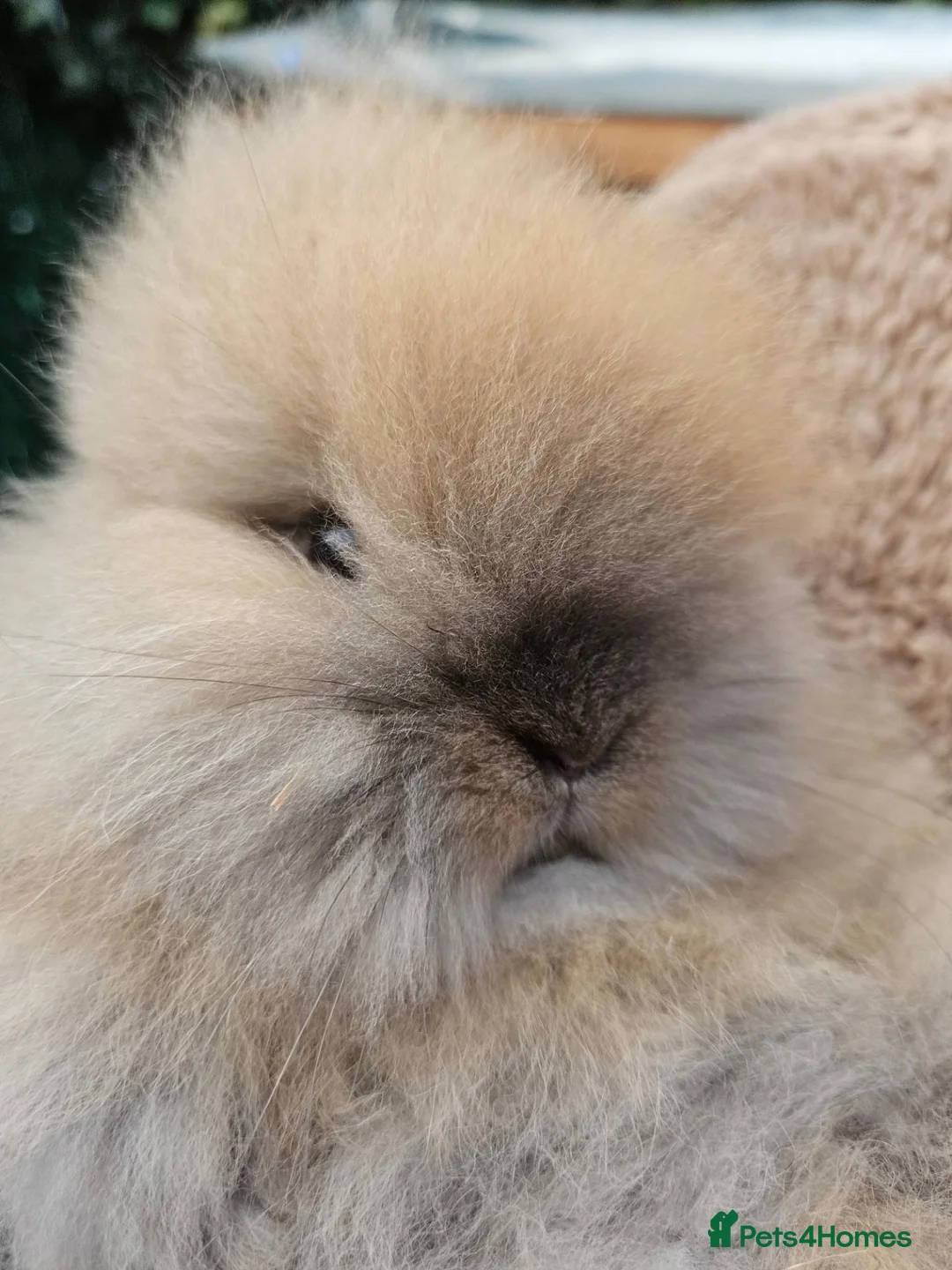 Lionhead rabbits for sale: Double maned lionheads  - Advert 1