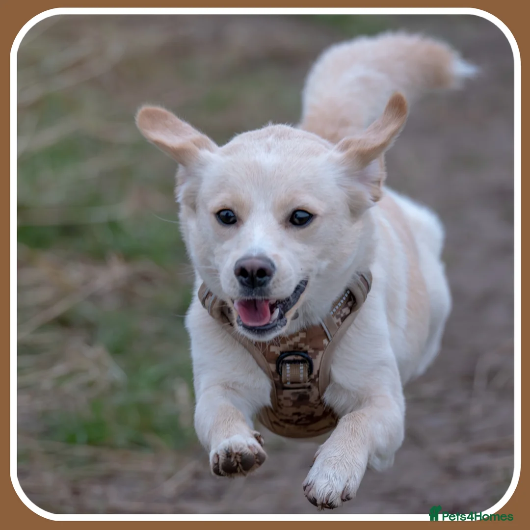 Mixed Breed dogs for sale: Belle the pomeagle - Advert 8