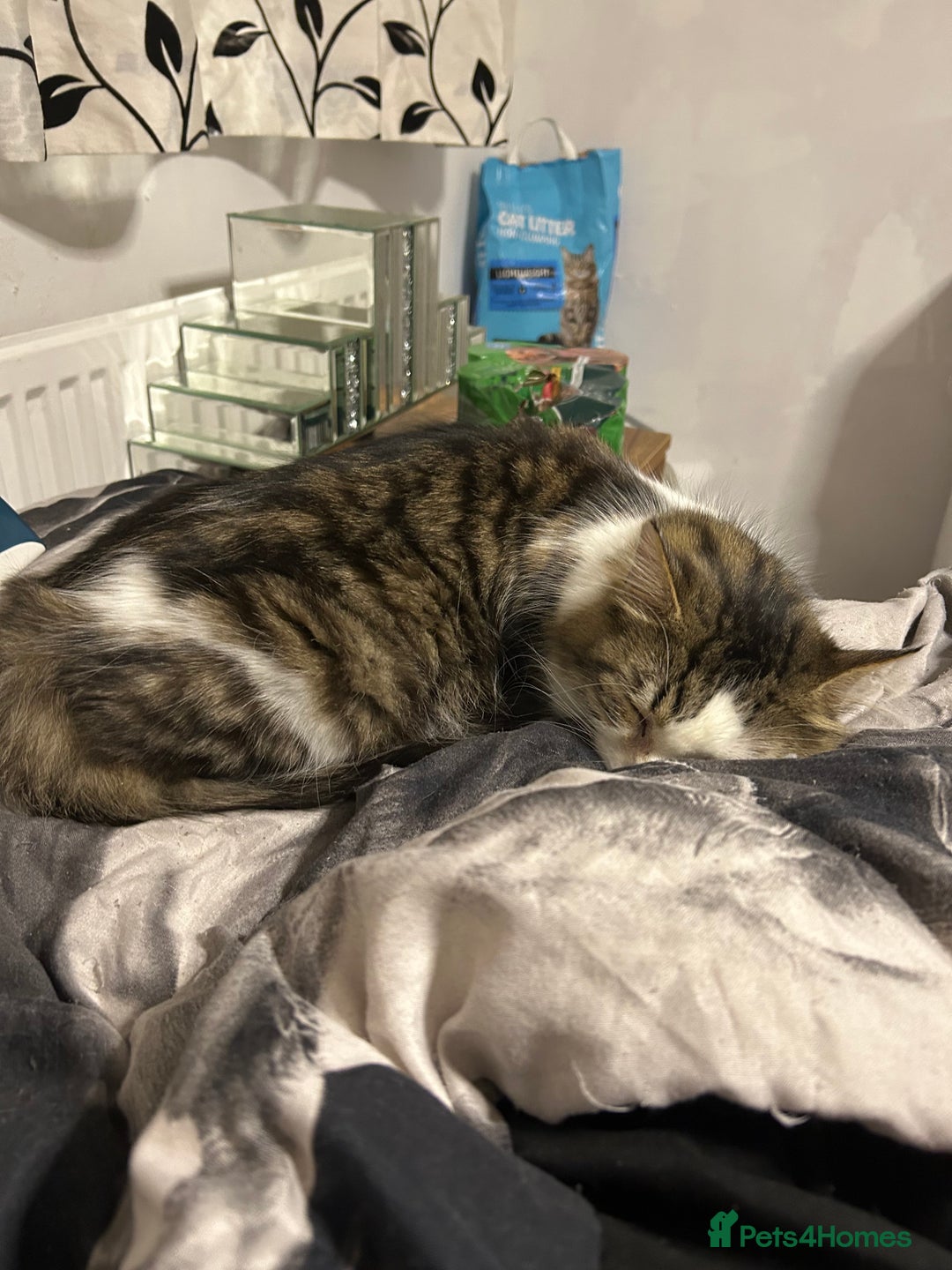 Mixed Breed cats for sale: Kittens are ready now 8 weeks old  - Advert 2