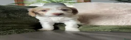 Bernedoodle dogs for sale: Stunning bernedoodle puppies  - Advert 16