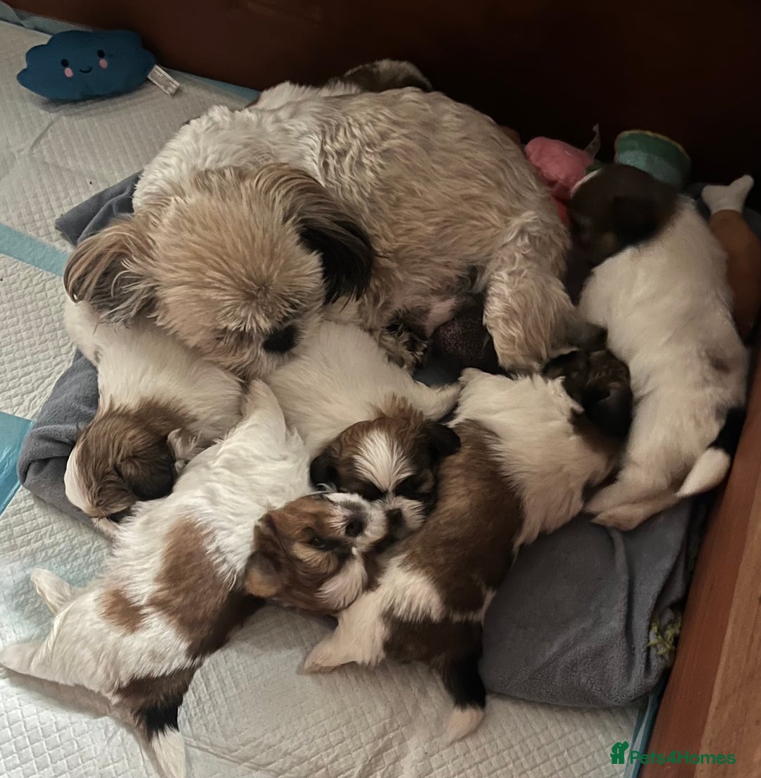 Shih Tzu dogs for sale: Beautiful Tricolour Mini Shih Tzu Puppies - Advert 15