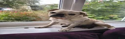 Pug dogs for sale: Beautiful pugs for sale - Advert 1