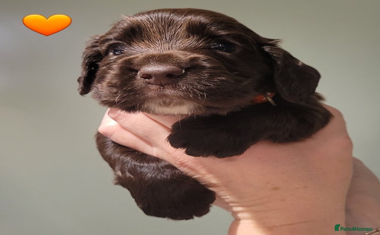 Cocker Spaniel dogs - Advert 3