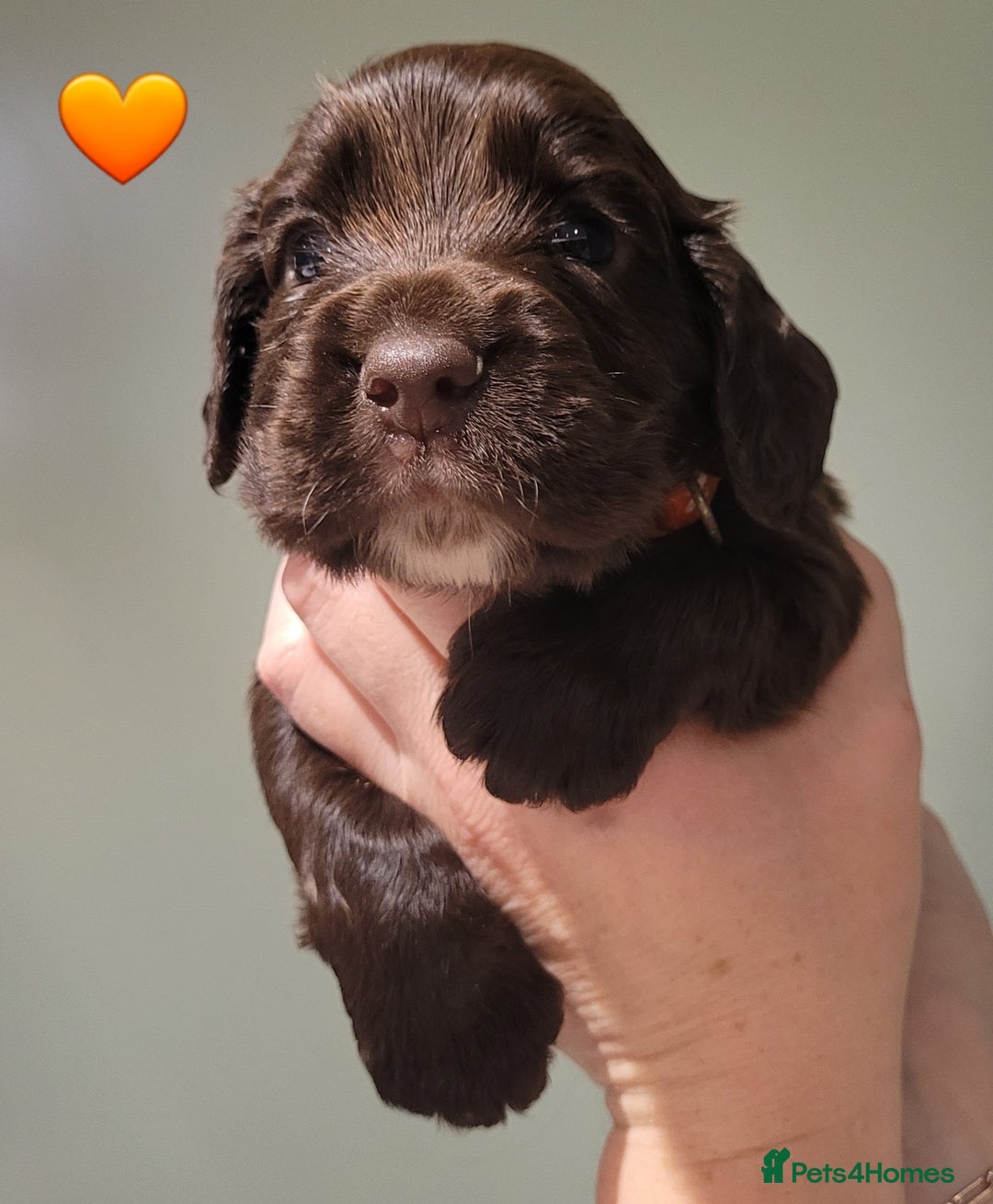 Cocker Spaniel dogs for sale: Litter of 7 - Image 1