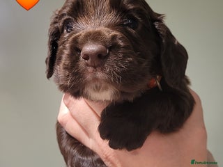 Cocker Spaniel dogs - Advert 23