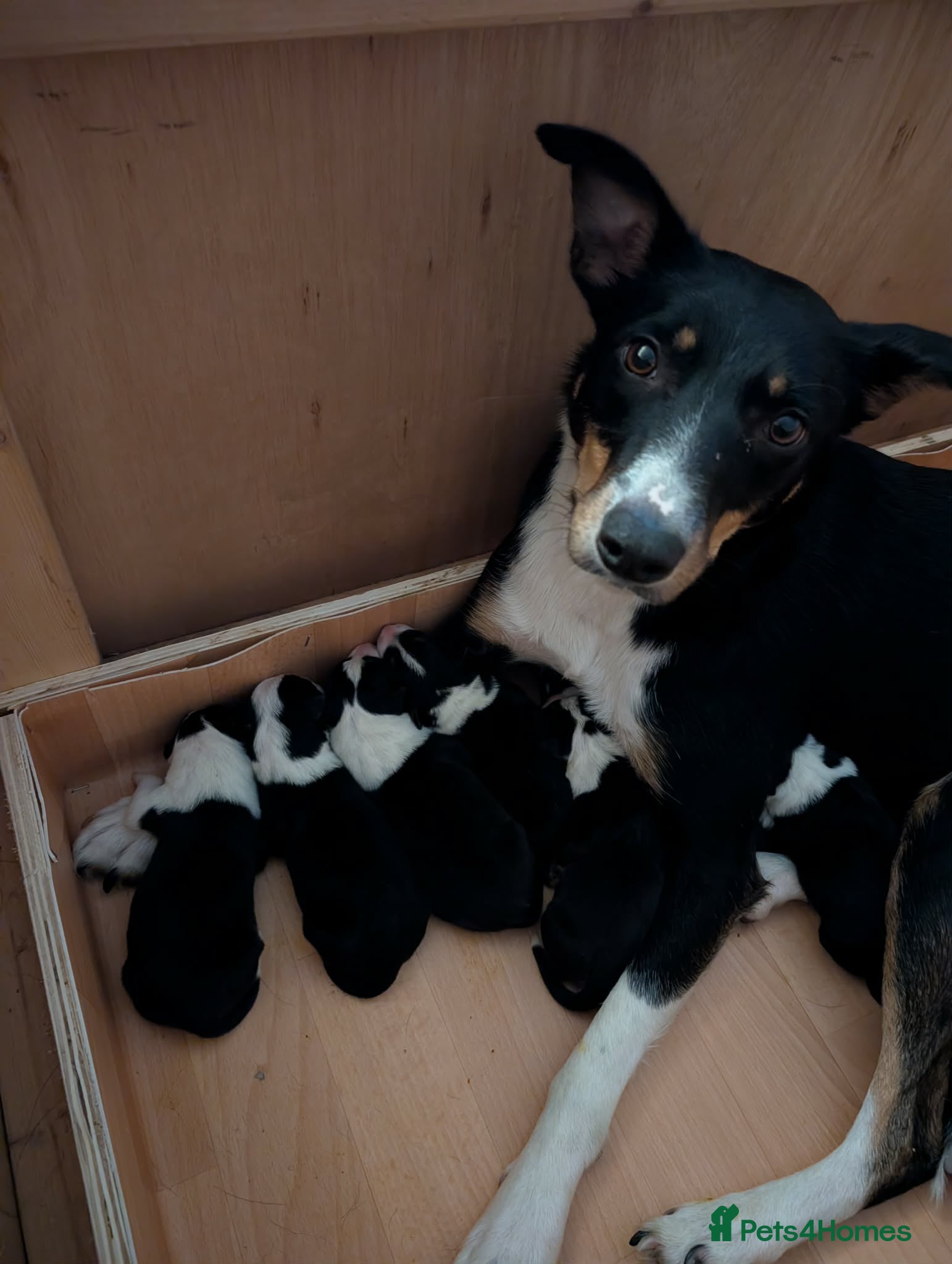 Border Collie dogs Tri colour border collie pups- **2 girls left**  - Advert 6