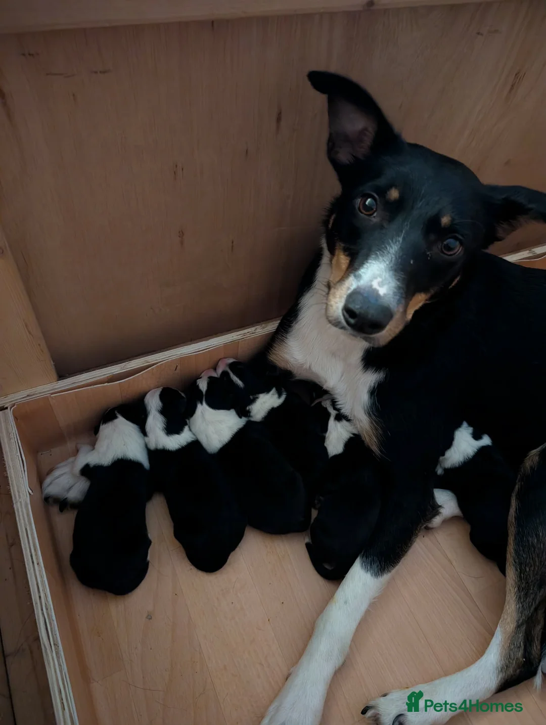 Border Collie dogs for sale: Tri colour border collie pups- **2 girls left**  - Advert 1