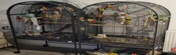 Conures birds for sale: Black Capped conures. Male & Female.  - Advert 2