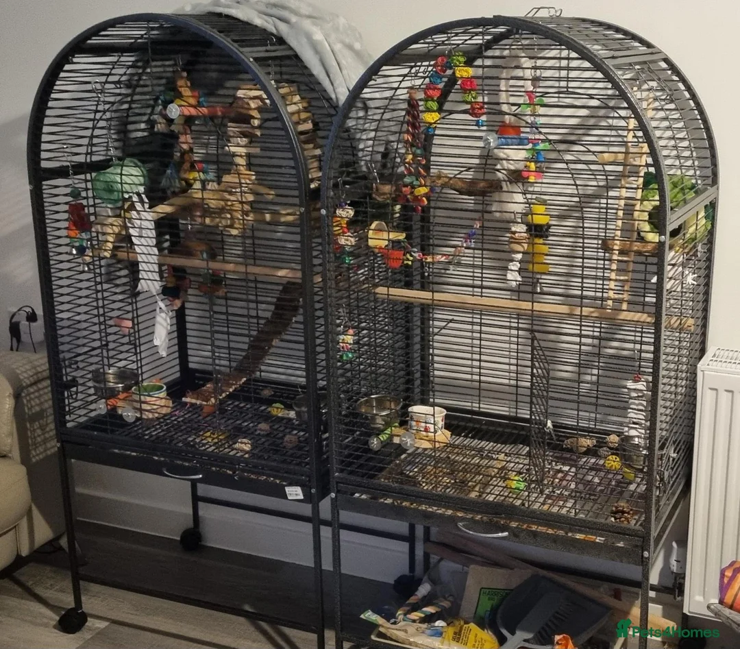 Conures birds for sale: Black Capped conures. Male & Female.  - Advert 2