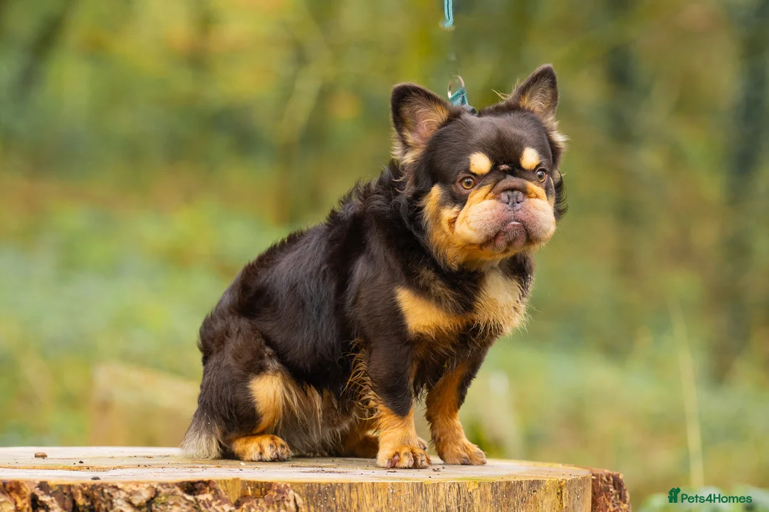 French Bulldog dogs for stud: Visual Big 🧶 Fluffy Stud in Abertillery - Advert 10