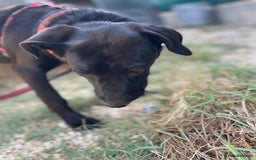 Mixed Breed dogs for adoption: Lovely Leah - Image 26