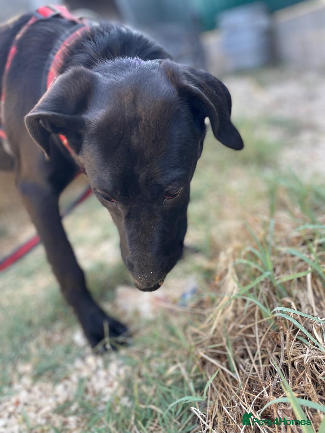 Mixed Breed dogs for adoption: Lovely Leah - Image 26