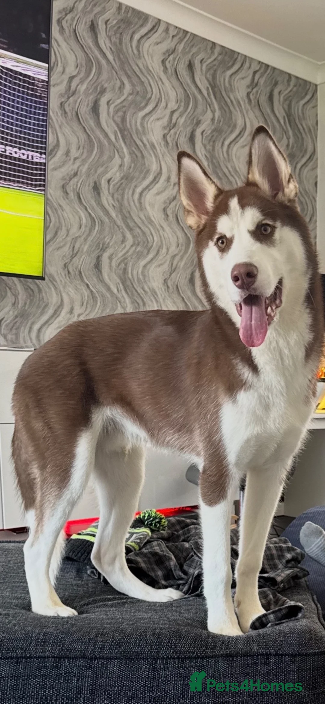 Siberian Husky dogs for sale: Siberian husky in Bury - Advert 2