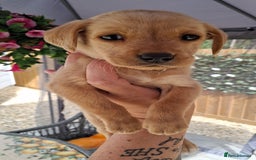 Labrador Retriever dogs for sale: Labrador puppies  - Image 16