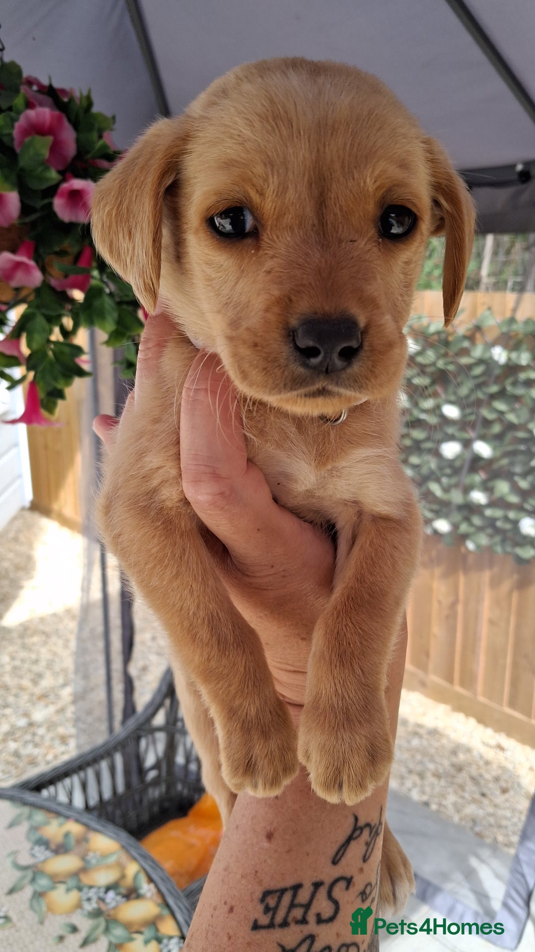 Labrador Retriever dogs for sale: Labrador puppies  - Image 16