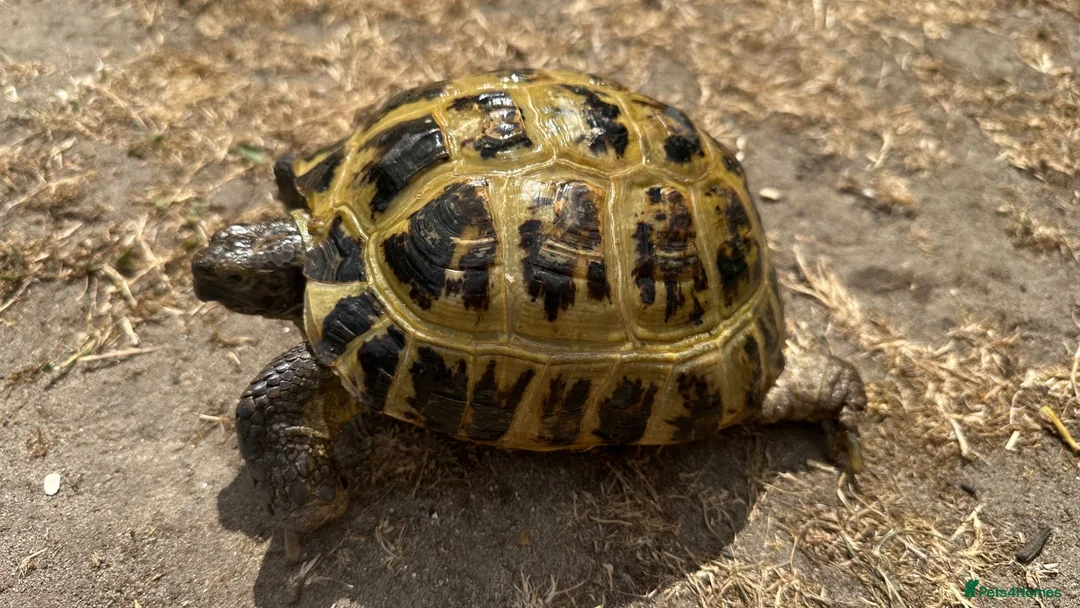 Tortoise reptiles for sale: Horsefield Tortoises - Advert 1