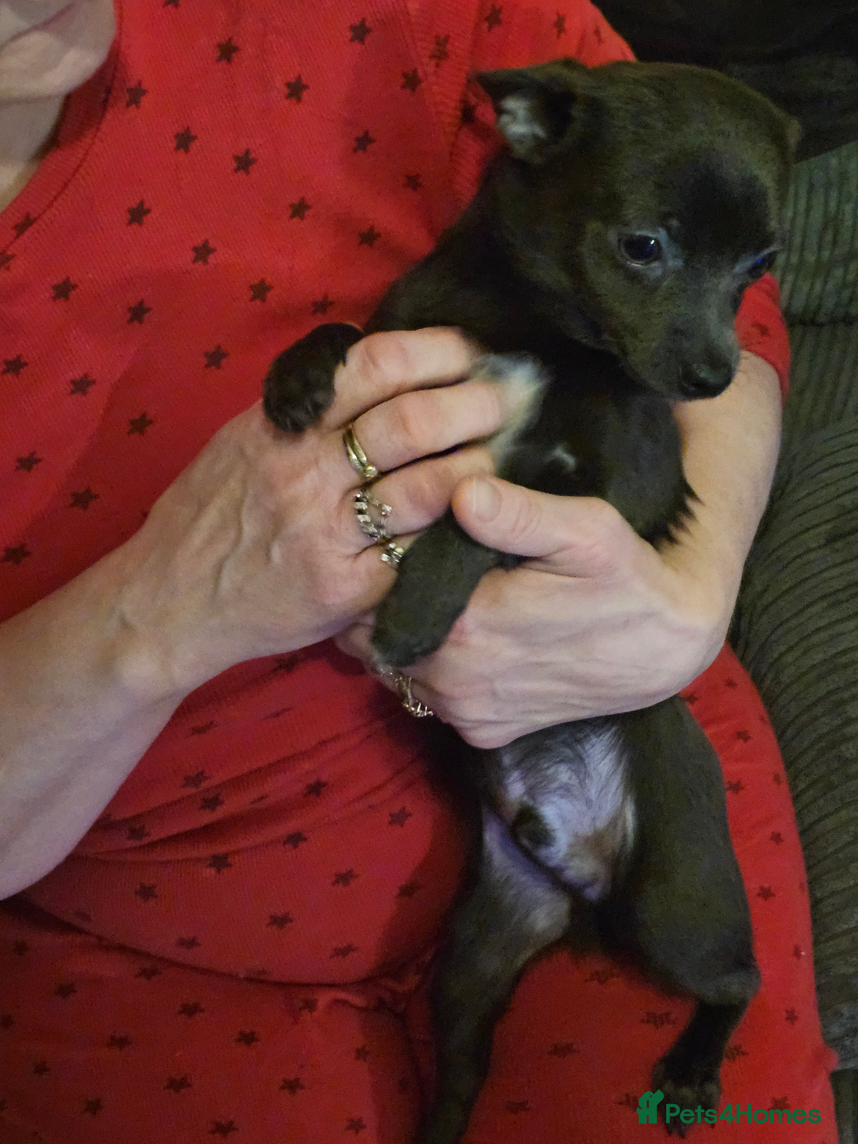 Pomchi dogs Rare blue pup looking for his forever home - Advert 14