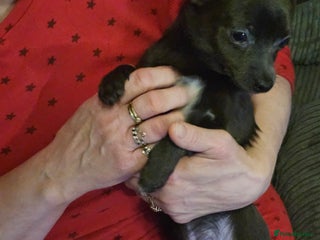 Pomchi dogs Rare blue pup looking for his forever home - Advert 7