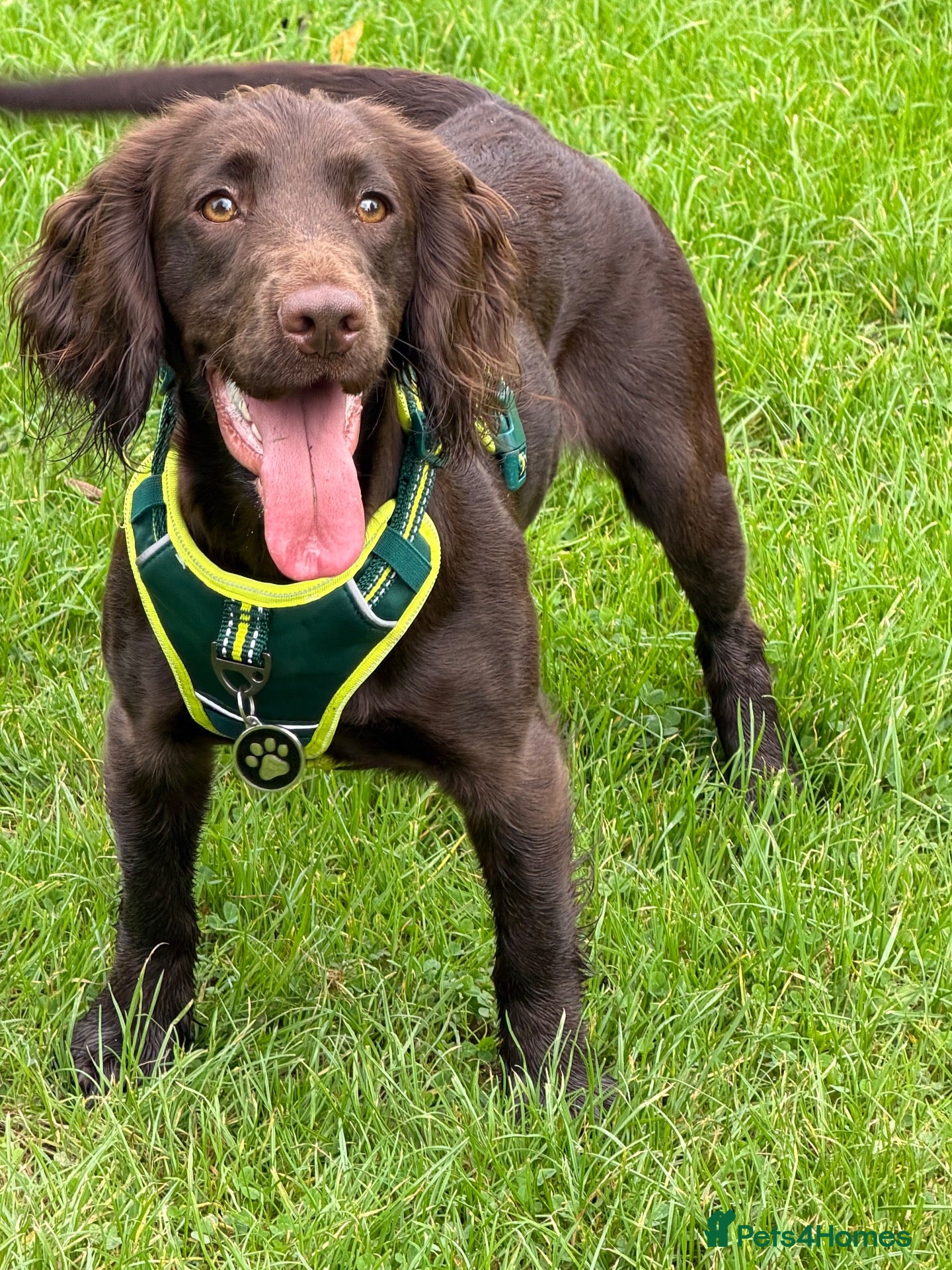 Cocker Spaniel dogs 15 month Cocker spaniel Girl  - Advert 1