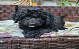 Cockapoo dogs for sale: Cockapoo Puppies - Ready now - Image 2