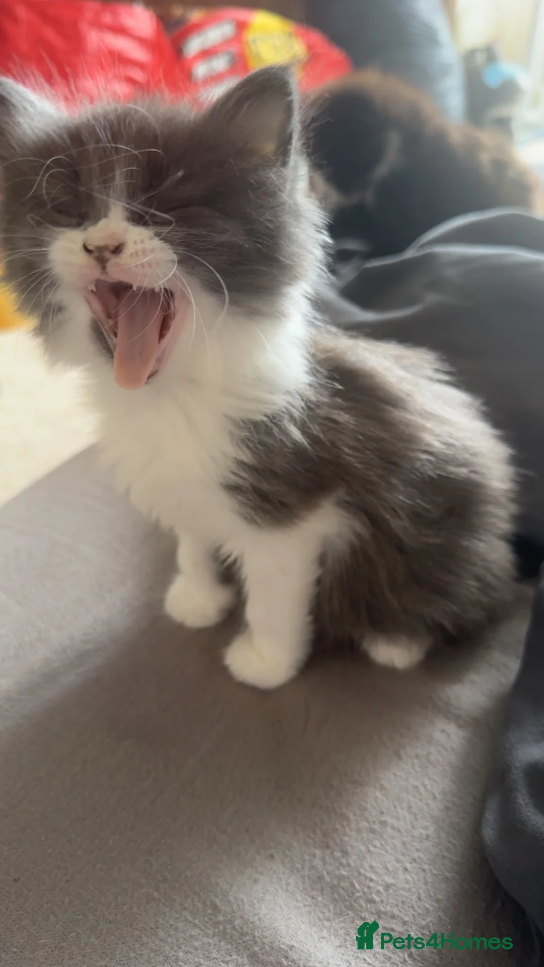 Maine Coon cats for sale: 2 female MaineCoon mixed available in Crewe - Advert 2