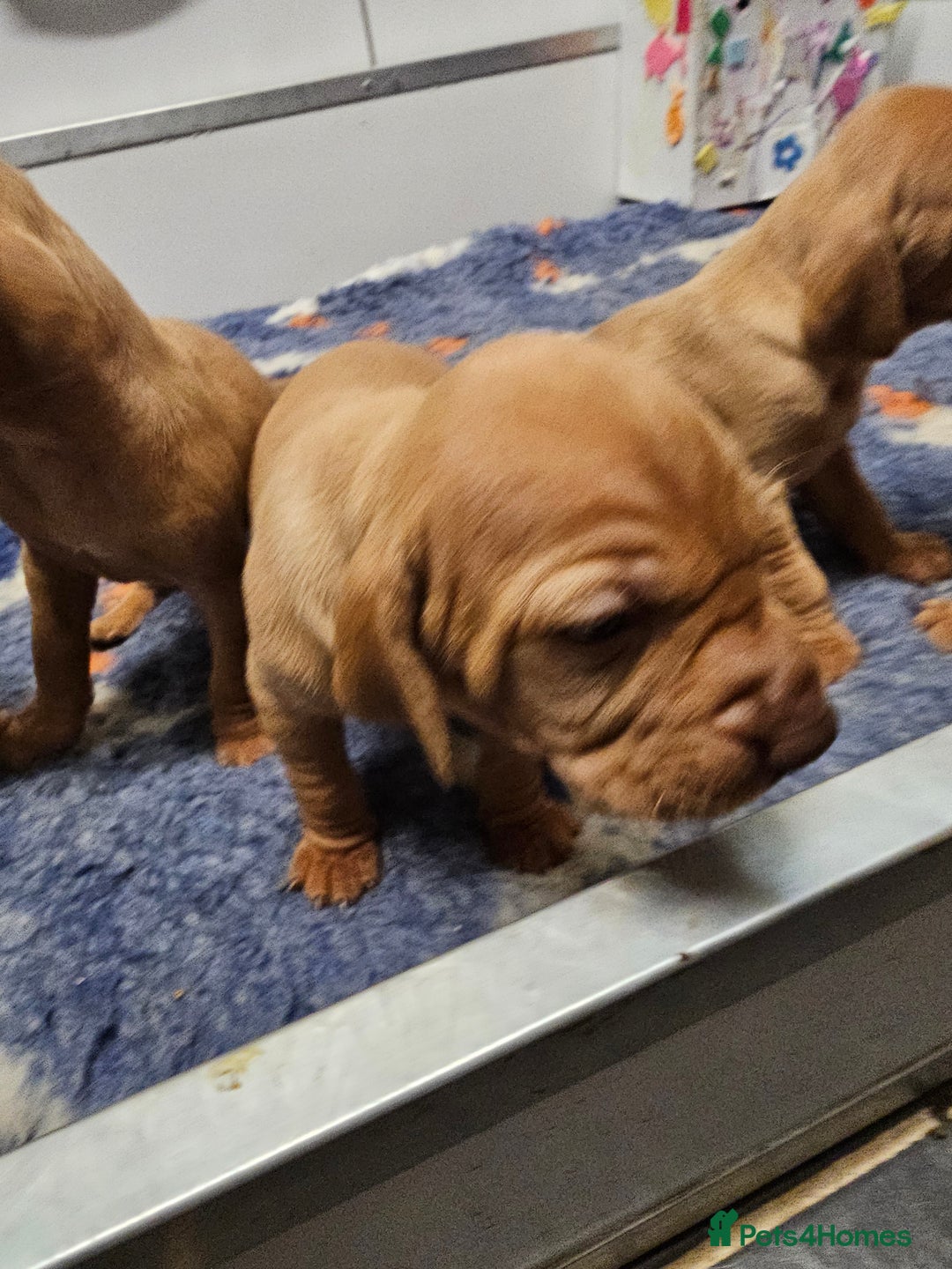 Hungarian Vizsla dogs for sale: Kc registered  - Advert 15