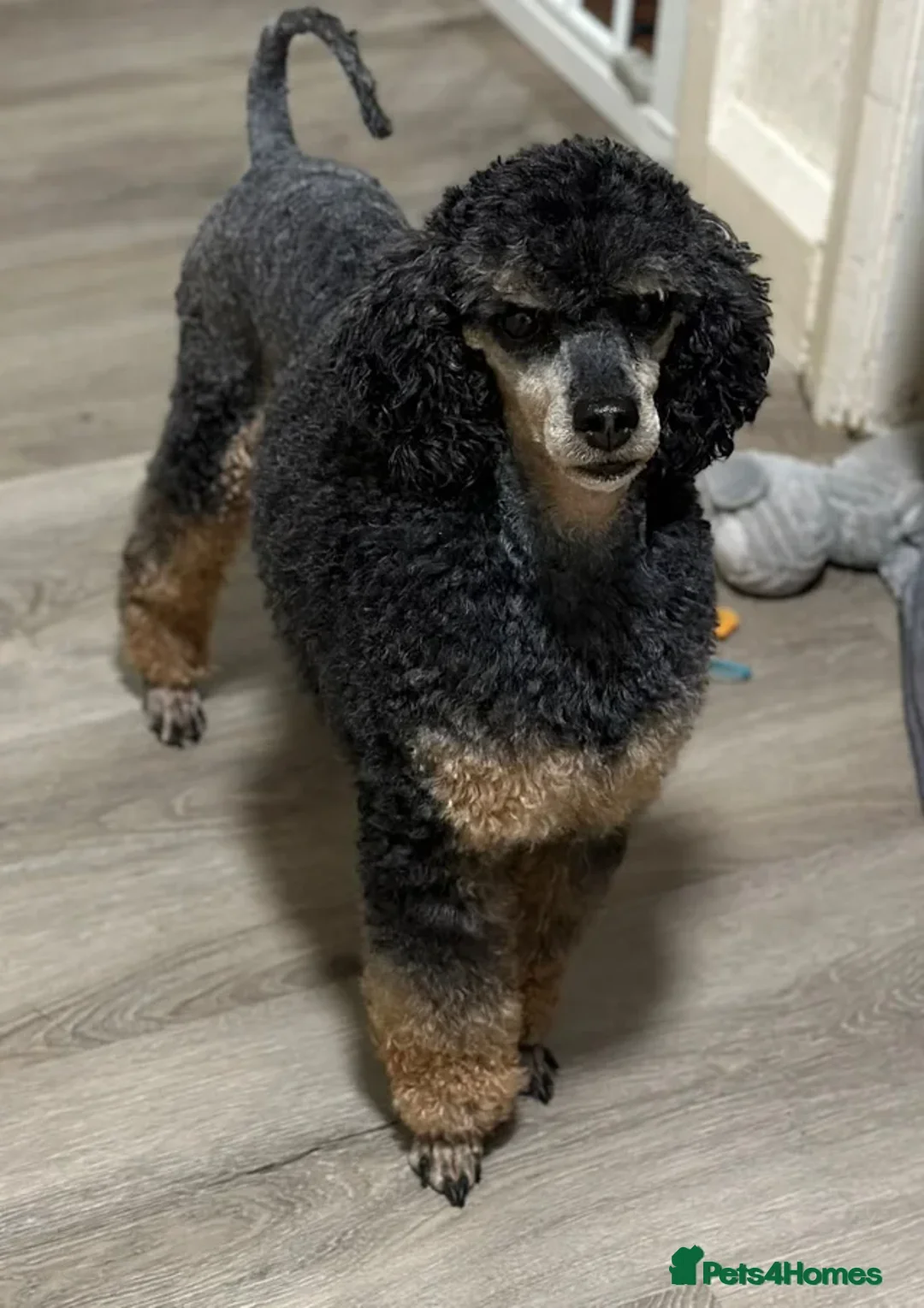 Toy Poodle dogs for sale: Toy Poodle Stud Dog/Loving Family Pet forsale - Advert 6