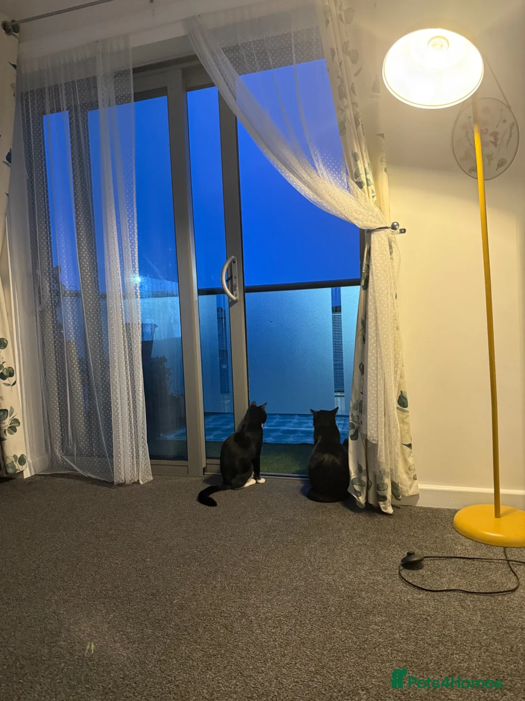 Bombay cats for sale: Bombay mix female for sale - Advert 2