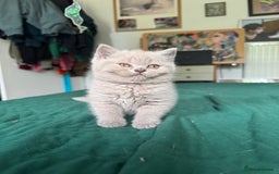 British Shorthair cats for sale: Beautiful litter of British short hair kittens - Image 11