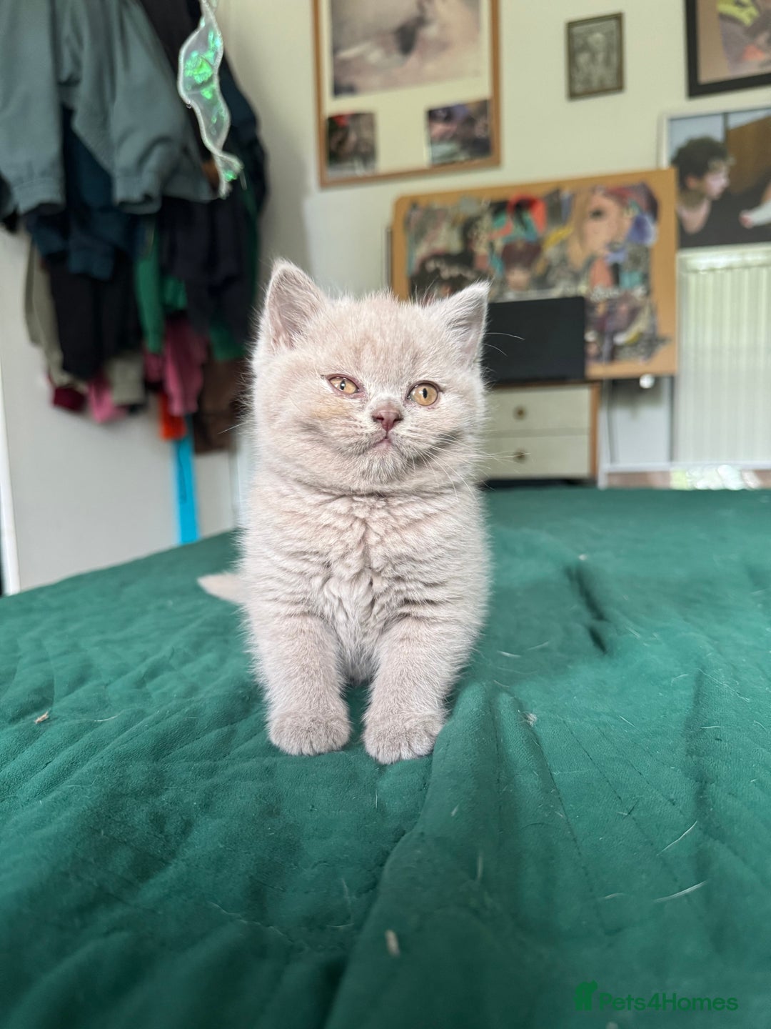 British Shorthair cats for sale: Beautiful litter of British short hair kittens - Image 11