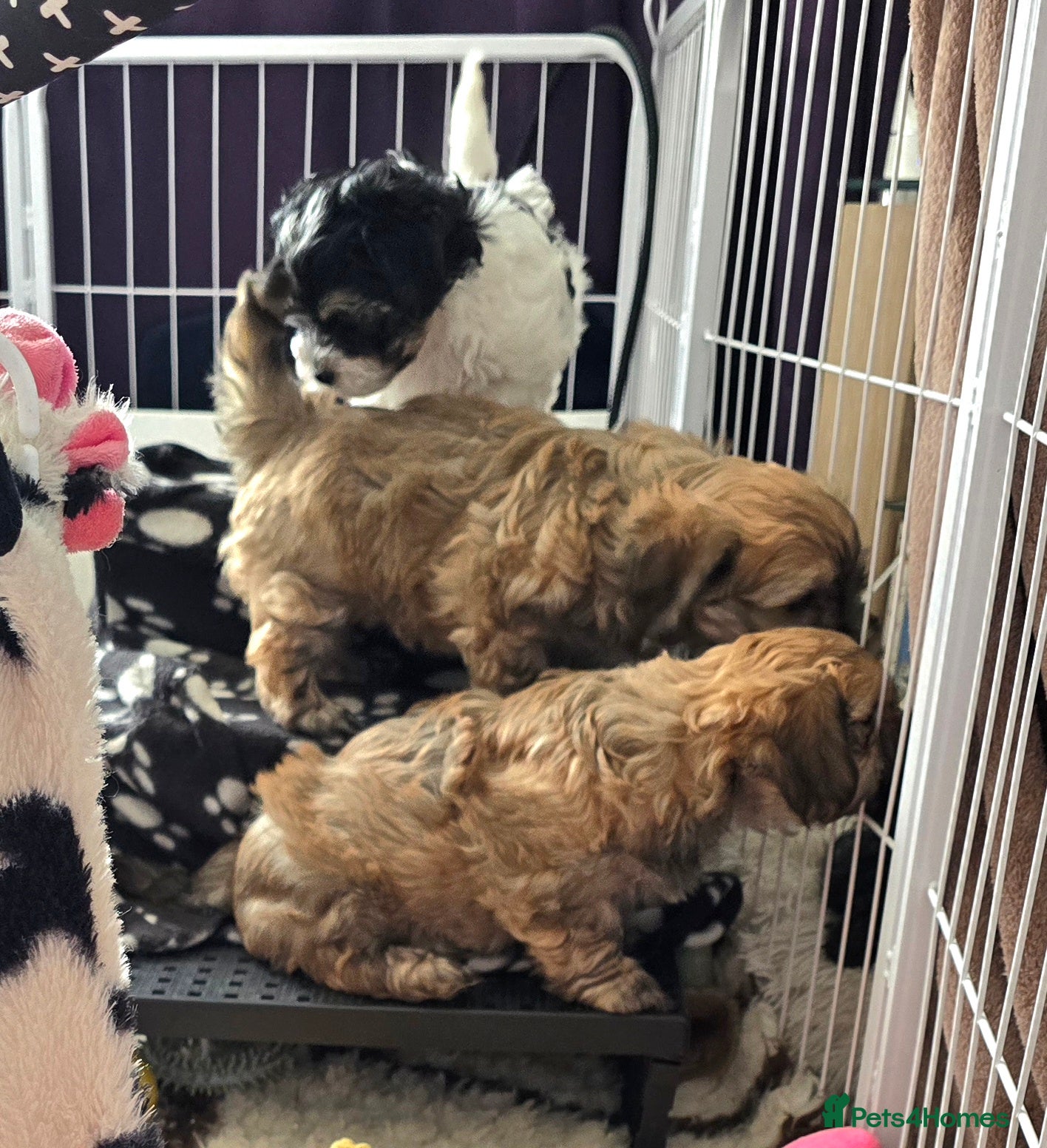 Havanese dogs KC Reg'd Havanese from Health Tested parents - Advert 3