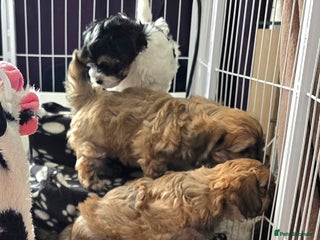 Havanese dogs KC Reg'd Havanese from Health Tested parents - Advert 3