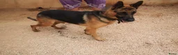 German Shepherd dogs for adoption: Meet tarzan 🥰 isn't he lovely 🐶🐾 - Advert 2