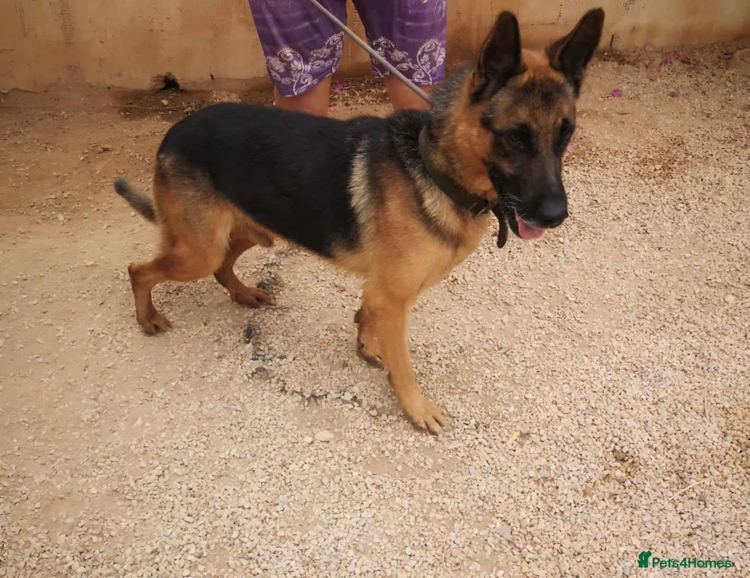 German Shepherd dogs for adoption: Meet tarzan 🥰 isn't he lovely 🐶🐾 - Advert 2