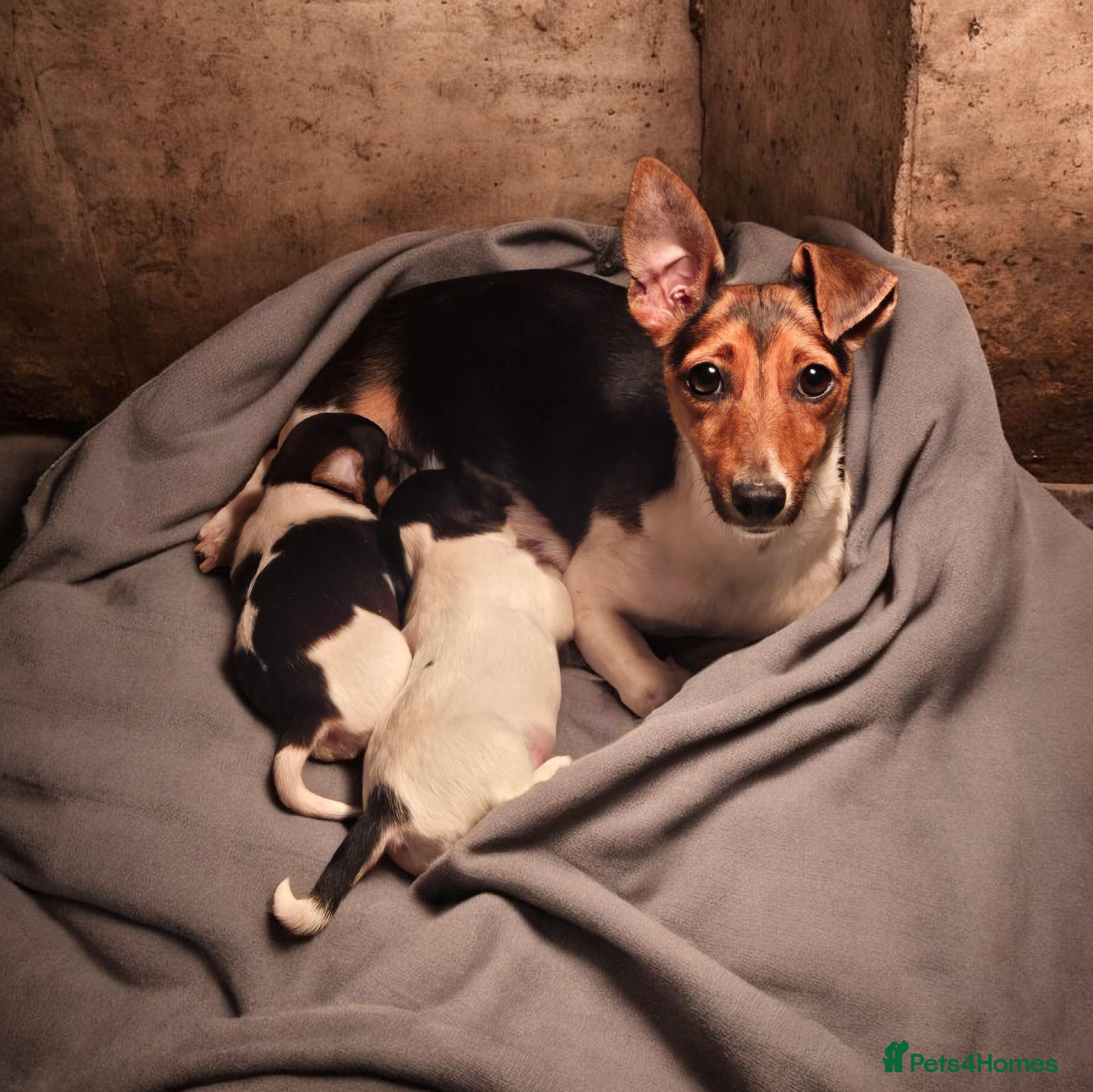 Jack Russell dogs Minture tri jack russell  - Advert 4