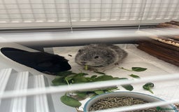 Guinea Pig rodents for sale: 2 Boy guinea pigs - Image 2
