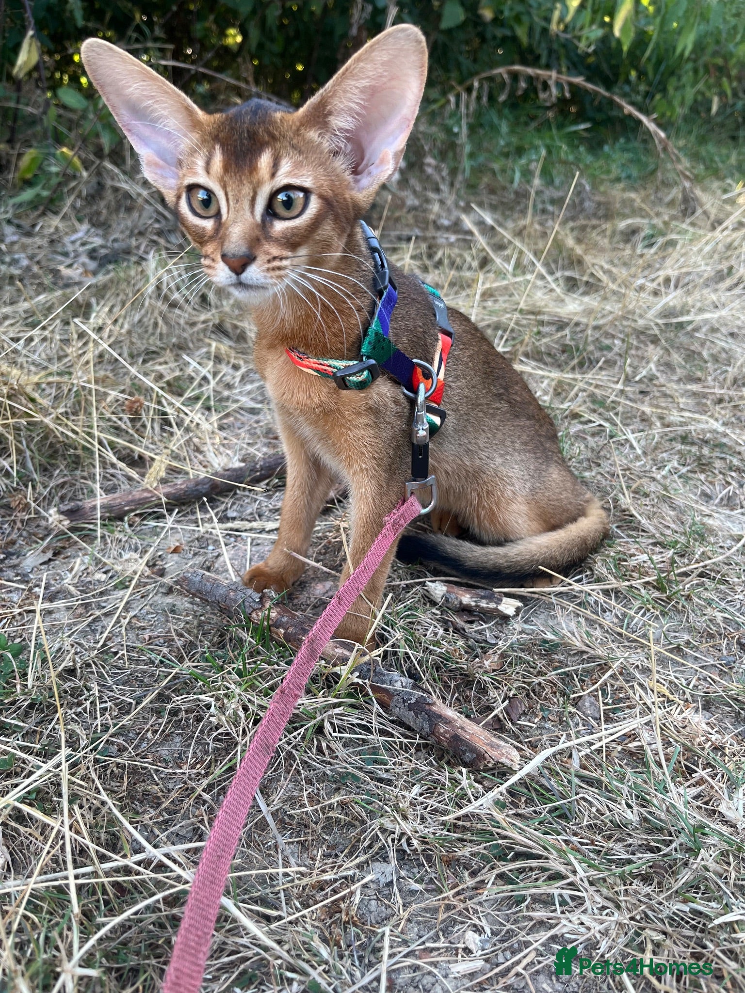 Abyssinian cats Adorable Abyssinian kittens - Advert 2