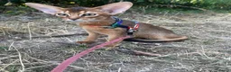 Abyssinian cats for sale: Adorable Abyssinian kittens - Advert 2