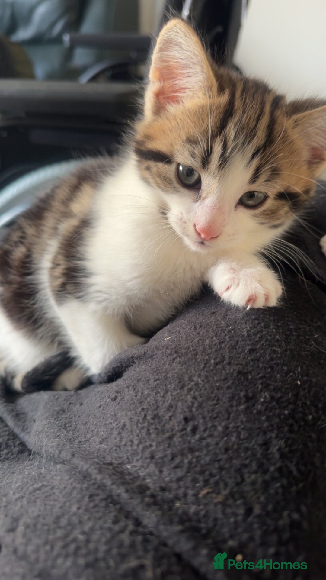 Domestic Shorthair cats for sale: 2 male kittens for sale  - Advert 8