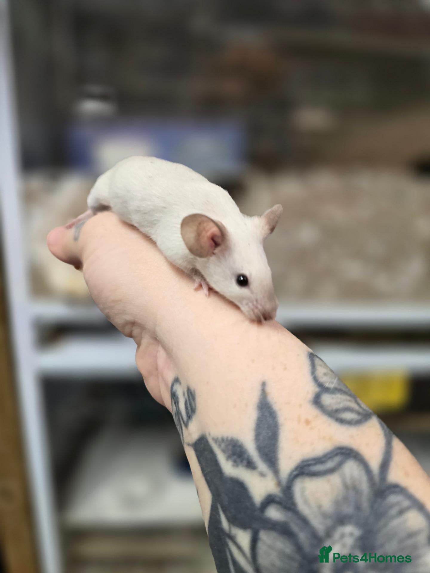 Mouse rodents Female mice available  - Advert 11