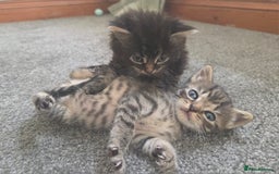 British Longhair cats for sale: Long haired kittens looking for 5* homes - Image 12