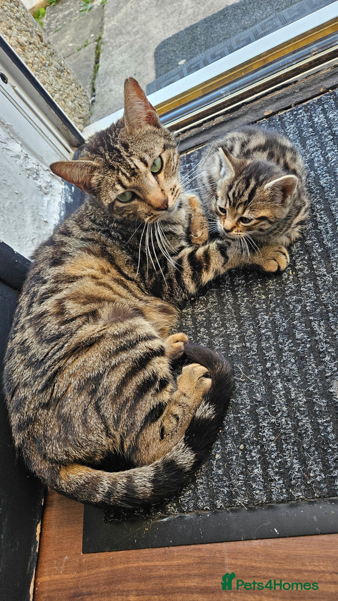 Bengal cats for sale: Mix breed Bengal + Tabby - Image 3