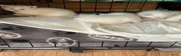 British Shorthair cats for sale: British white shorthair kittens  in Perth - Advert 4