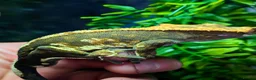 Gecko reptiles for sale: Male Crested Gecko & full set up in Oldham - Advert 5