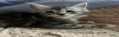 Maine Coon 4