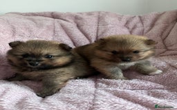 Pomeranian dogs for sale: 2 beautiful Pomeranian Puppy’s  - Image 8